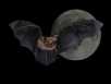 Bat Screensaver